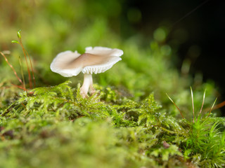 Brown Mushroom Fungi in Autumn