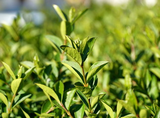 Branch with buds on the top and with leaves on the green hedges