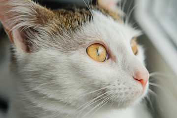 White cat looks out the window on the windowsill