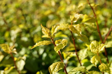 Branches of the wild rose bush in the early spring, close up with blurred background