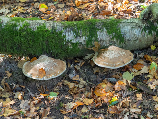 Large bracket fungus on a  tree