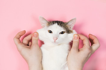 White cat striped on a pink background, funny cat