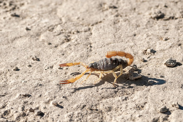 The black backed hairy scorpion (Hadrurus spadix) is a common arachnid species in the Great Basin Desert. Spencer Hot Springs, Big Smoky Valley, Lander County, Nevada, USA.