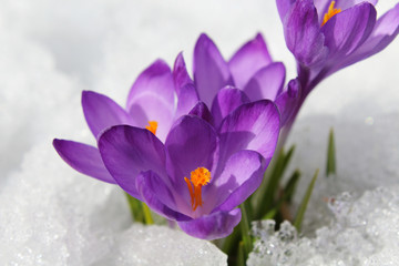 Beautiful blue crocuses flowers in the snow. Flowering of the first snowdrops. Close-up. Top view. Background. Landscape.