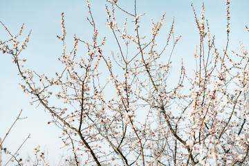 many beautiful, delicate, white flowers of a blooming apricot on a branch, in early spring against a blue sky on a Sunny day