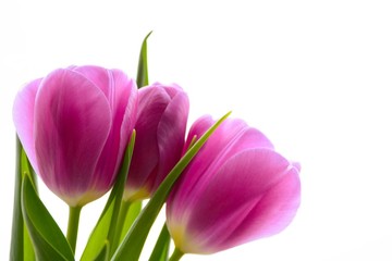 Beautiful pink tulips on a light background