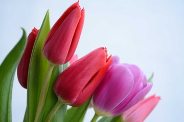 
Pink and red tulips on a light background