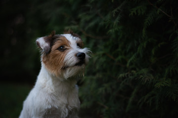 Cute Parson Russell Terrier Portrait in Green