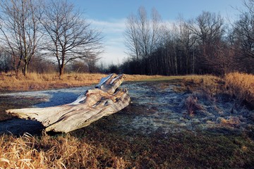 oszroniony stary pień © mateusz