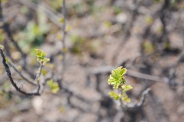 The first young spring green leaves of a bush of currant on a blurred green background