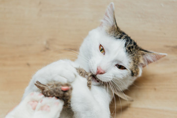 Cat plays with a plush mouse in his teeth