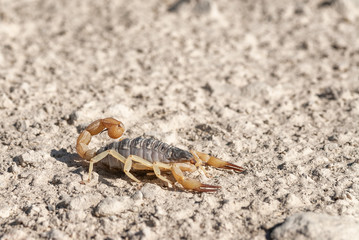 Black hairy scorpion (Hadrurus spadix) is a common arachnid species in the Great Basin Desert. Spencer Hot Springs, Big Smoky Valley, Lander County, Nevada, USA.
