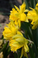 Big yellow daffodil flowers close-up