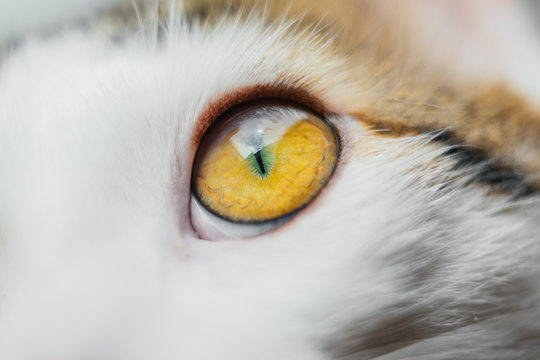 Marco Cat Eye Closeup. Cat White