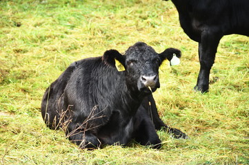 Resting Black Cow