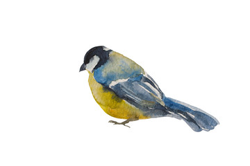 Blue tit bird isolated on white background. Original watercolor illustration of european titmouse bird