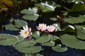 Pink waterlily in the pond
