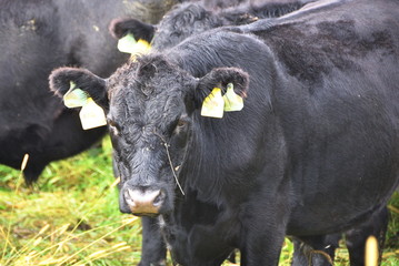 Angry Black Cow
