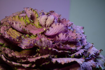 Decorative lettuce multicolored cabbage in an enameled mug on a purple-green background