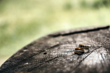 Wedding rings on a stump in nature, forest.