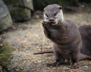 Otter Eating a fish
