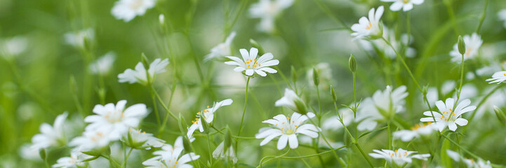delicate white stellaria flowers in a summer meadow