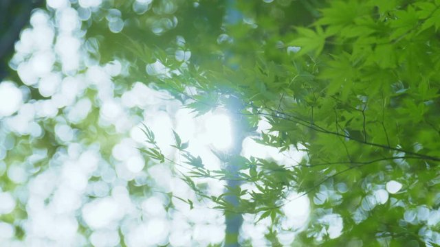 竹の葉