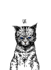 cat on a white background