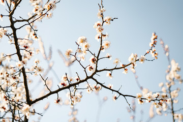 many beautiful, delicate, white flowers of a blooming apricot on a branch, in early spring against a blue sky on a Sunny day