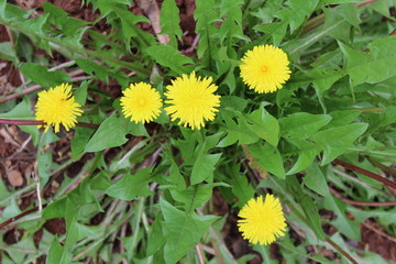 Dandelion plant and flower - Taraxacum officinale