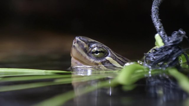 An adorable Vietnamese Pond turtle submerged in a pond with it's head above water - close up