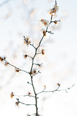 many beautiful, delicate, white flowers of a blooming apricot on a branch, in early spring against a blue sky on a Sunny day