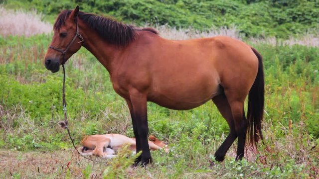 pregnant horse and colt on the grass