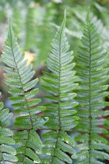 closeup of Cinnamon Fern fronds on a autumn day