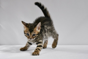 bengal kitten preparing to jump to play. a small, mischievous striped baby