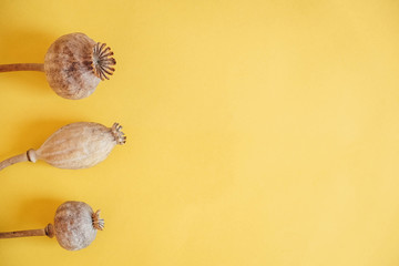 Dry opium poppy on a yellow background. Concept benefit and harm of poppy. Top view. Copy, empty space for text