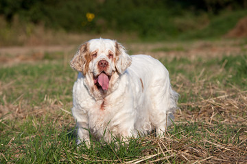 Portrait of nice clumber spaniel