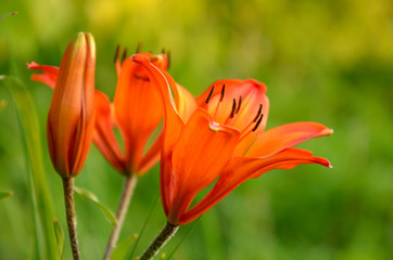 beautiful orange lily flowers in the garden bokeh