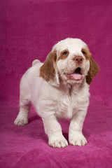 Nice puppy posing on pink background