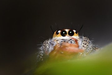 close up of a spider