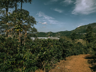 Fototapeta na wymiar Coffee tree in coffee plantation in agriculture.