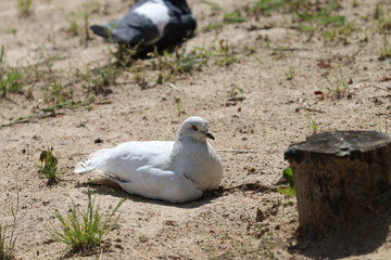 White dove on the sand , selective focus.