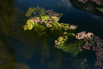 Natural pond with greend and red water plants in Pulo do Lobo waterfall in Mertola, Portugal at sunset