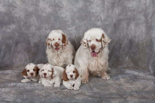 Portrait of nice clumber spaniel