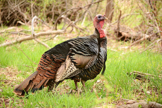 Eastern Wild Turkey
