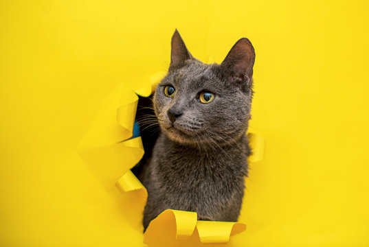 A fluffy grey cat of the Russian blue breed with an attentive intelligent look looks out of a torn hole in the yellow paper.