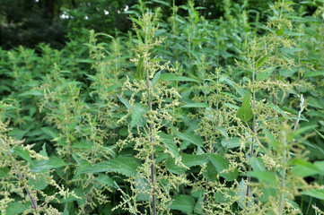 Natural overgrown nettles dioecious (Urtica dioica).