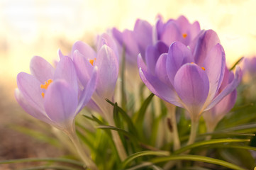 Sun-lit delicate purple crocus flowers. Macro, soft focus, shallow depth of field. Romantic gentle artistic image.