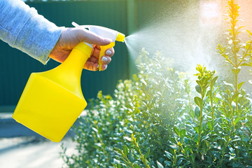 Garden works background with spray atomizer in female hands. Watering the bushes. - obrazy, fototapety, plakaty