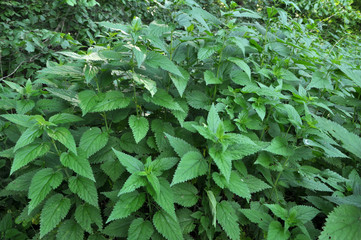 Obraz premium Natural overgrown nettles dioecious (Urtica dioica).